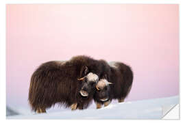 Wall sticker Musk ox