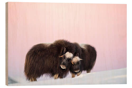 Wood print Musk ox