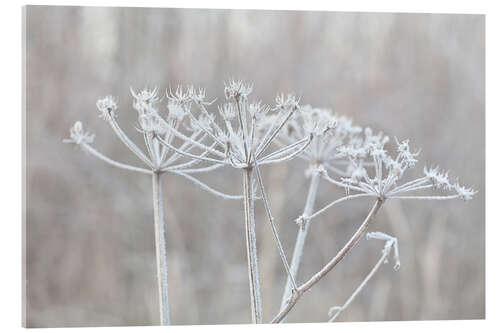 Acrylic print Winter Impression