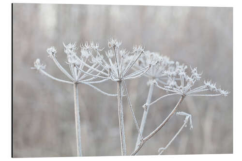 Aluminium print Winter Impression