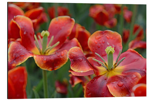 Alubild Tulpen im Regen