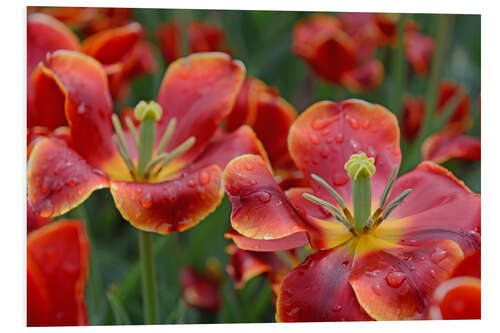 Foam board print Tulips in the rain