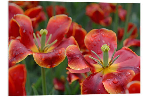 Gallery print Tulips in the rain