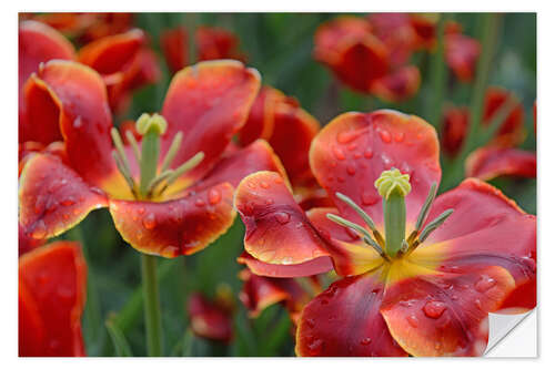 Wall sticker Tulips in the rain