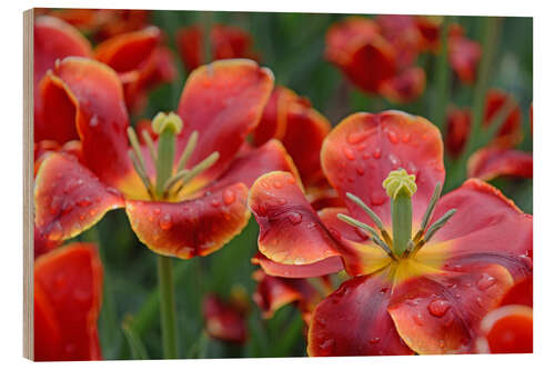 Tableau en bois Tulipes sous la pluie