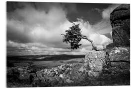 Acrylglasbild Windgepeitschter Baum in Dartmoor, England