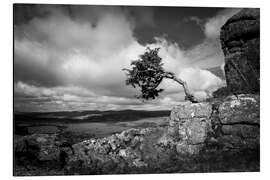 Alubild Windgepeitschter Baum in Dartmoor, England