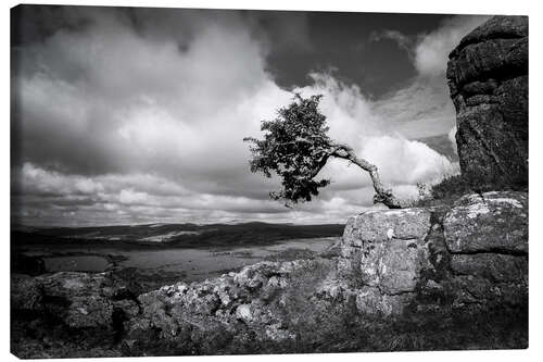 Lienzo Árbol azotado por el viento en Dartmoor, Inglaterra