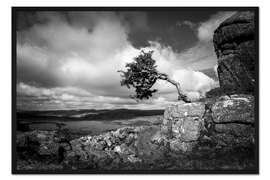Gerahmter Kunstdruck Windgepeitschter Baum in Dartmoor, England