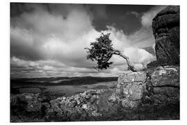 Foam board print Windswept tree in Dartmoor, England