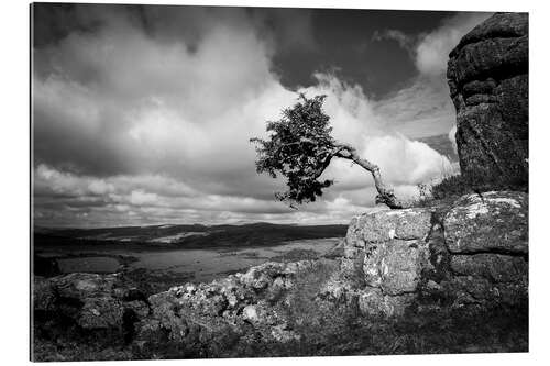 Gallery print Windswept tree in Dartmoor, England