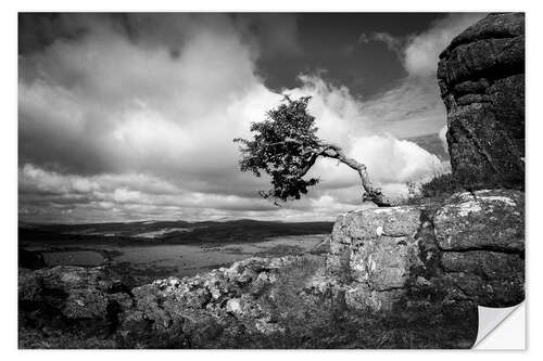 Autocolante decorativo Árvore varrida pelo vento em Dartmoor, Inglaterra