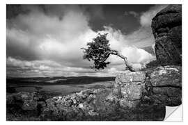 Muursticker Windswept tree in Dartmoor, England