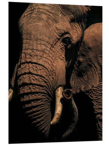 Foam board print Close up of an African elephant