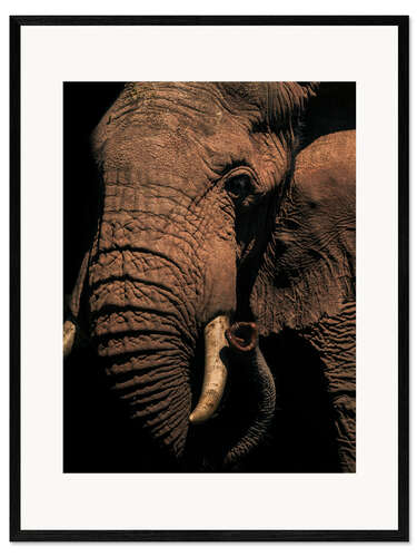 Framed art print Close up of an African elephant