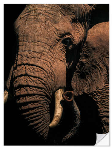 Selvklebende plakat Close up of an African elephant