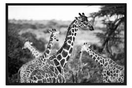Gerahmter Kunstdruck Giraffenherde in der Savanne