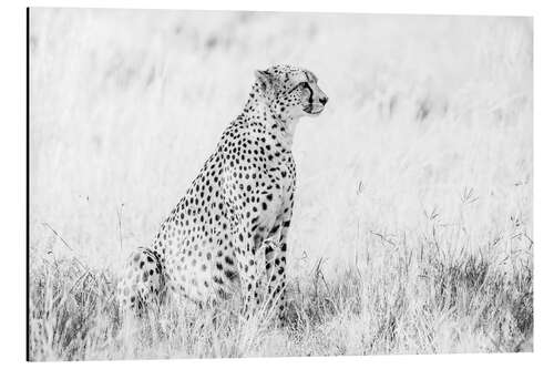 Aluminium print Cheetah- African wildlife