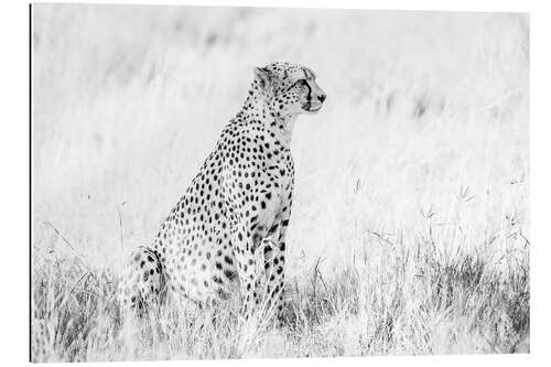 Gallery print Cheetah- African wildlife