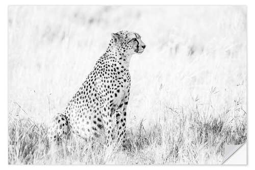 Selvklebende plakat Cheetah- African wildlife