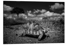 Aluminium print Turtle - African wildlife