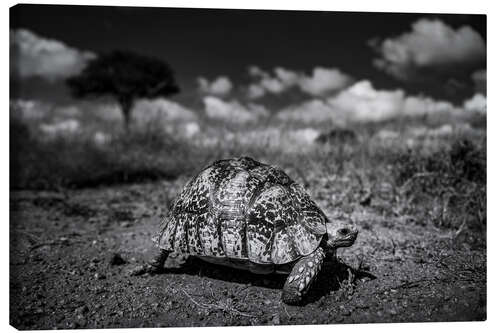 Leinwandbild Schildkröte - afrikanische Tierwelt