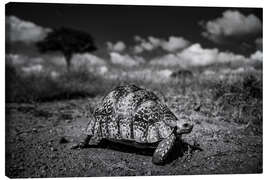 Lienzo Tortuga - fauna africana