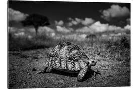 Galleritryck Turtle - African wildlife