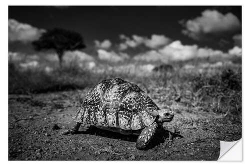 Selvklæbende plakat Turtle - African wildlife