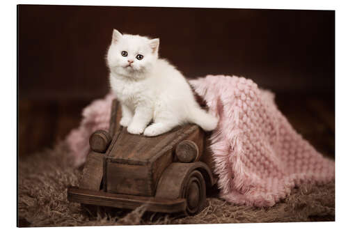 Aluminiumtavla Kitten on a wooden car