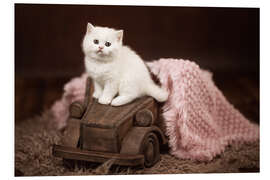 Foam board print Kitten on a wooden car