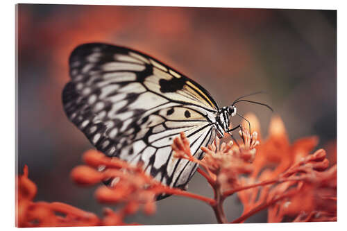 Acrylglasbild Bunter Schmetterling