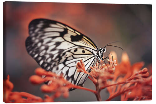 Leinwandbild Bunter Schmetterling