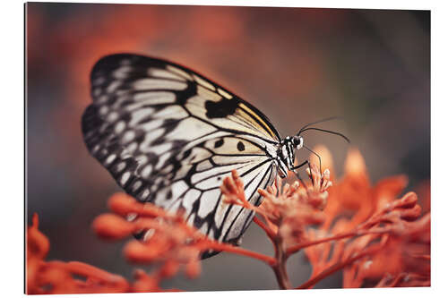 Quadro em plexi-alumínio Borboleta colorida