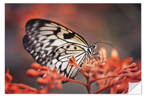 Selvklebende plakat Colorful butterfly