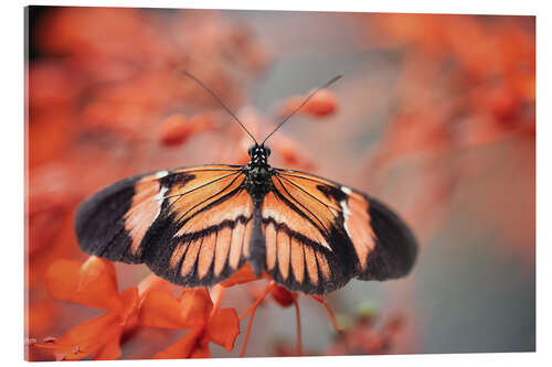 Akrylglastavla Colorful butterfly