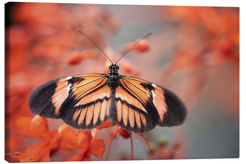 Leinwandbild Bunter Schmetterling