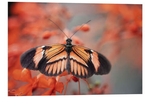 Foam board print Colorful butterfly