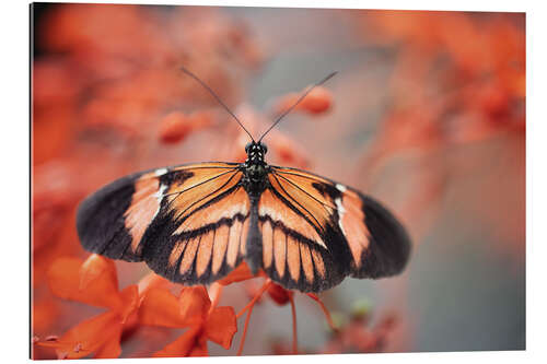 Gallery print Colorful butterfly