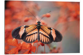 Gallery print Colorful butterfly