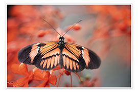 Plakat Kolorowy motyl