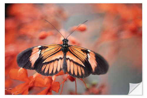 Autocolante decorativo Borboleta colorida