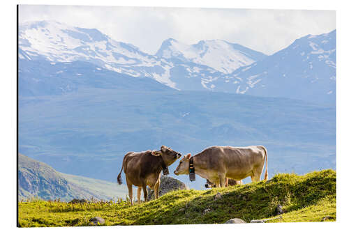 Aluminiumsbilde Cows on the alpine pasture in Switzerland