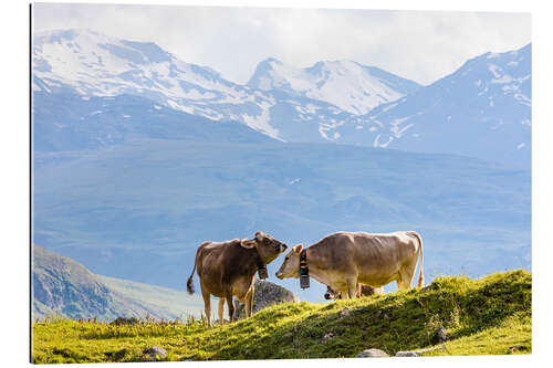 Quadro em plexi-alumínio Vacas em pastagem alpina na Suíça