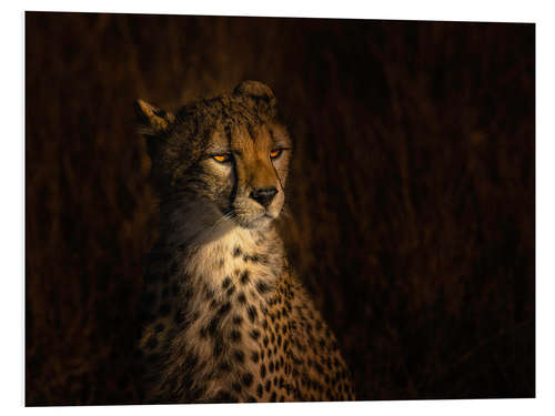 Foam board print Portrait of a cheetah