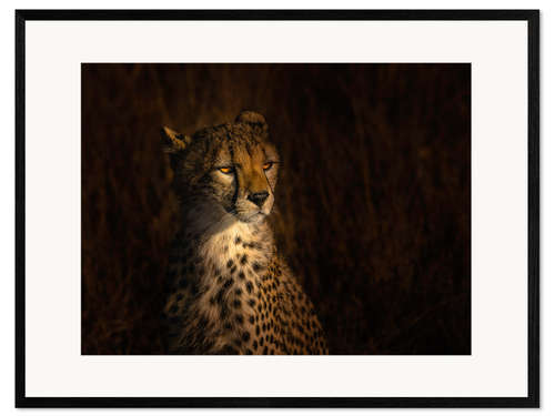 Ingelijste kunstdruk Portrait of a cheetah