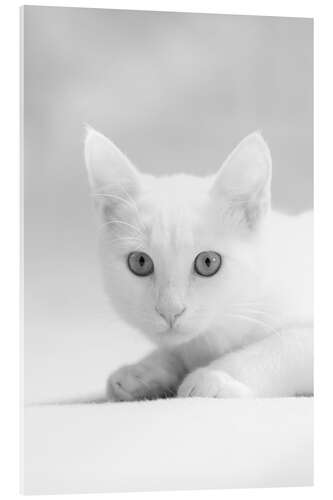 Acrylic print White kitten