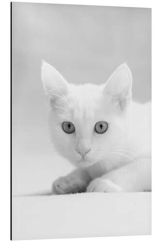 Aluminium print White kitten