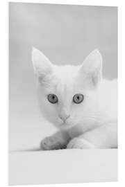 Foam board print White kitten