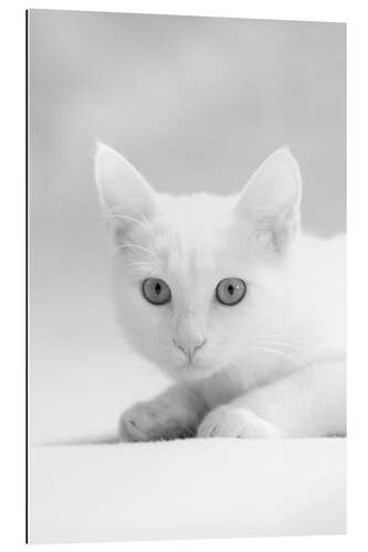 Gallery print White kitten